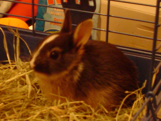 seno